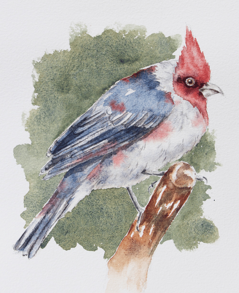 Watercolor Red Crested Cardinal - image 1 - student project