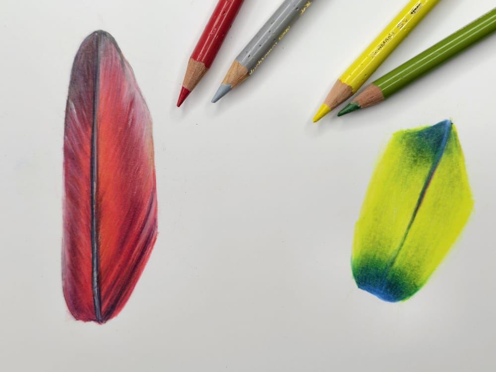 Macaw Feather Study - image 1 - student project
