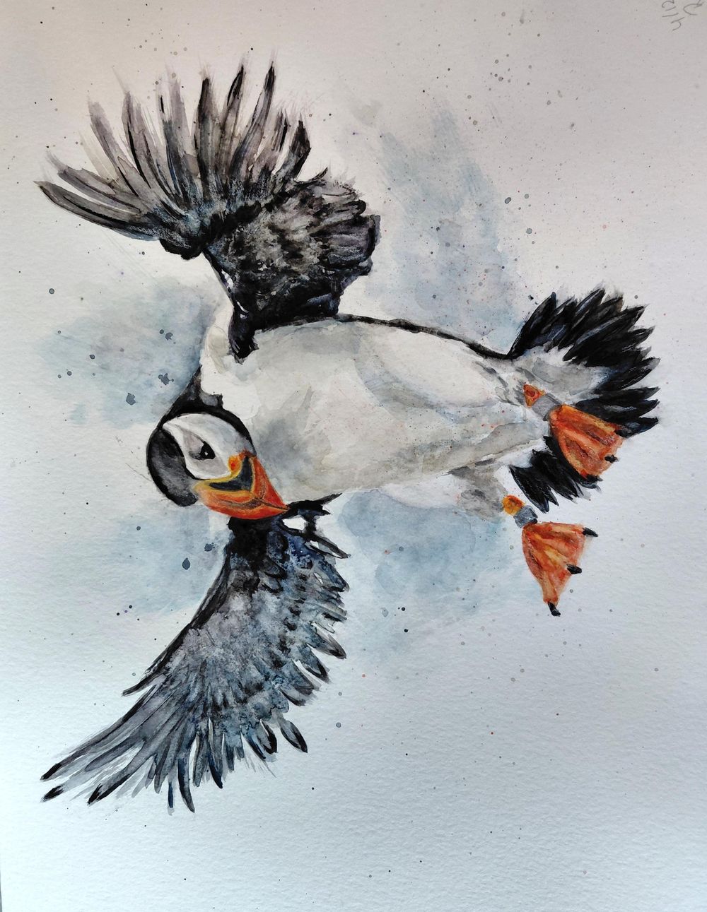 Puffin, watercolor - image 1 - student project