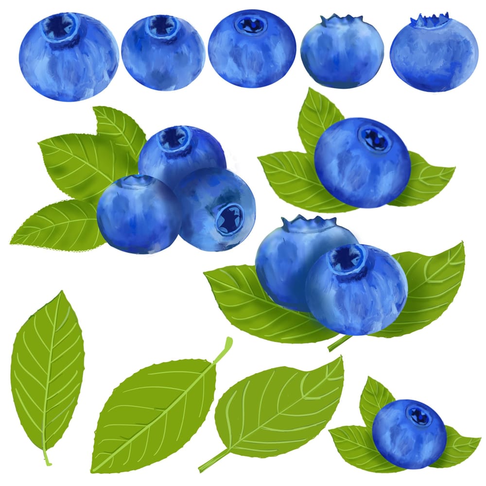 Flowers, leaves and berries in a picture bank - image 5 - student project