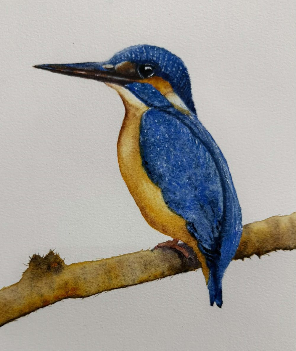 Kingfisher - image 1 - student project