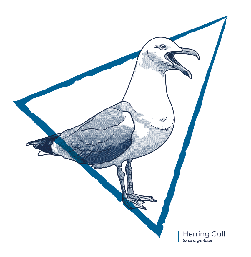 Seaside Wildlife Engravings - image 3 - student project