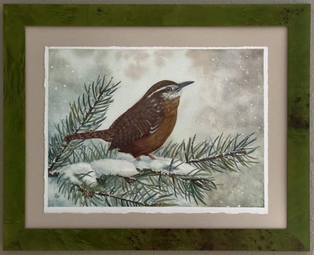 Carolina Wren - image 2 - student project