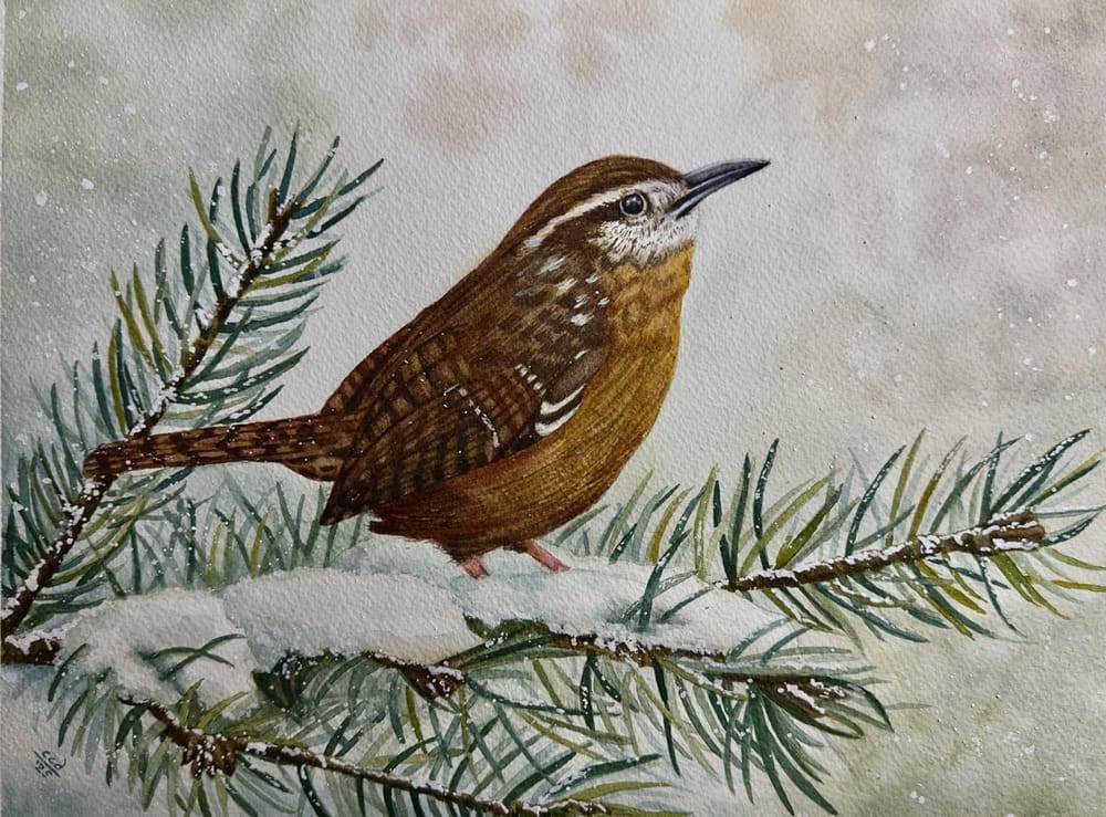 Carolina Wren - image 1 - student project