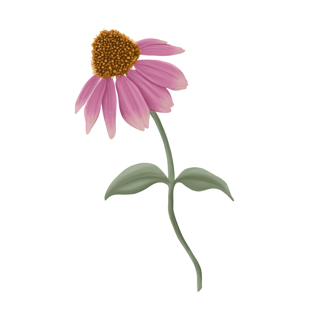 Coneflower - image 1 - student project