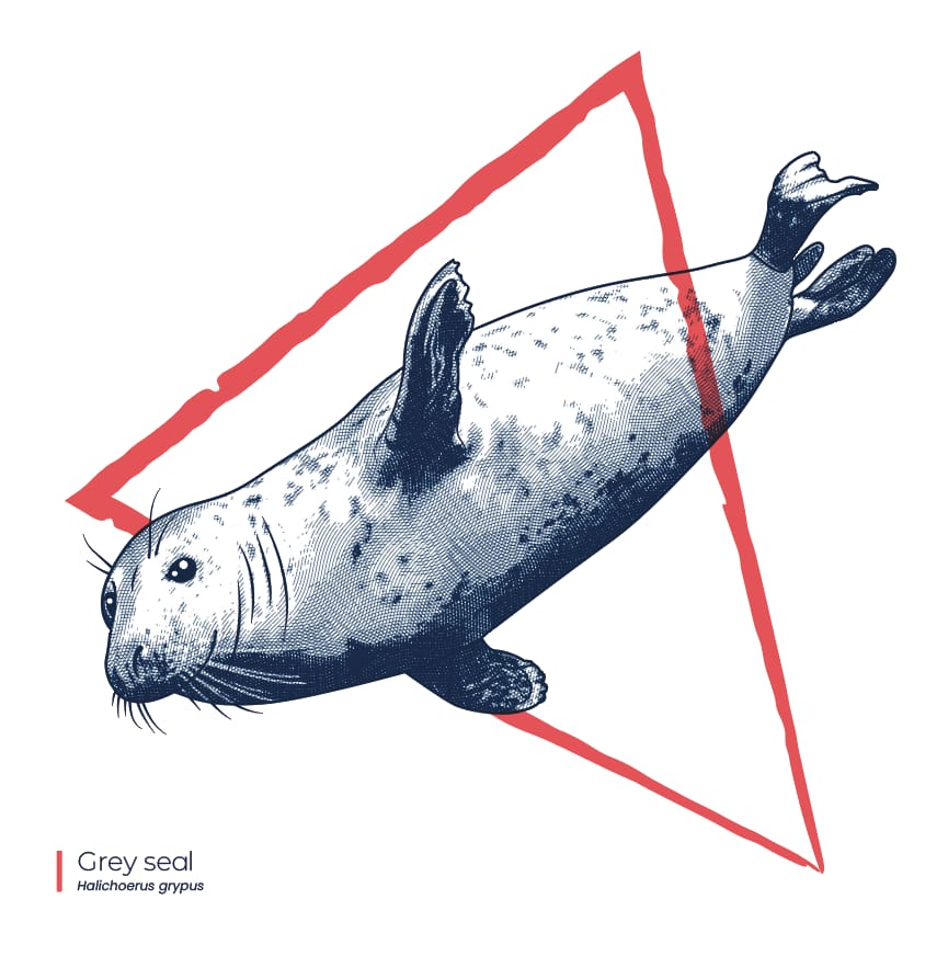 Seaside Wildlife Engravings - image 1 - student project