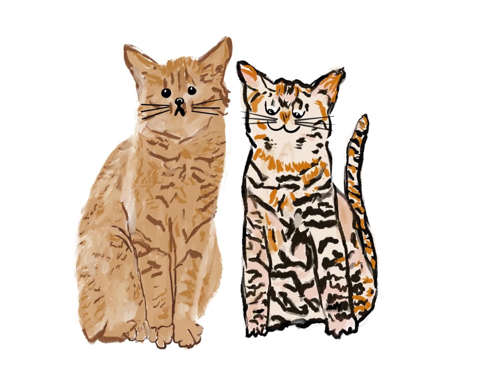 Xmas cats with a little delay! - image 2 - student project