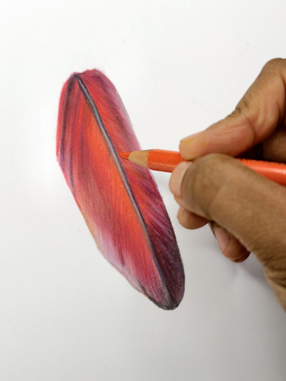 Macaw Feather Study - image 2 - student project