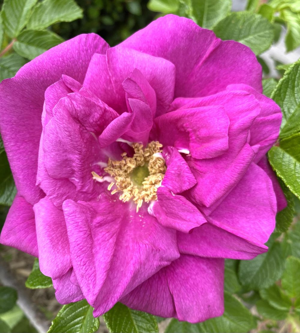 Rosy Posy - image 3 - student project
