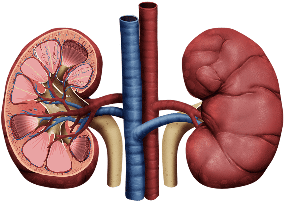 How to Draw Human Kidney The Right Way in Just 10 Minutes: Anatomy and Physiology - image 1 - student project
