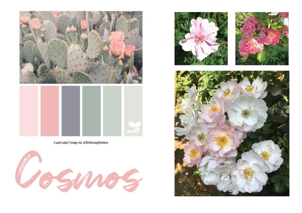 Cosmos Flowers - image 2 - student project