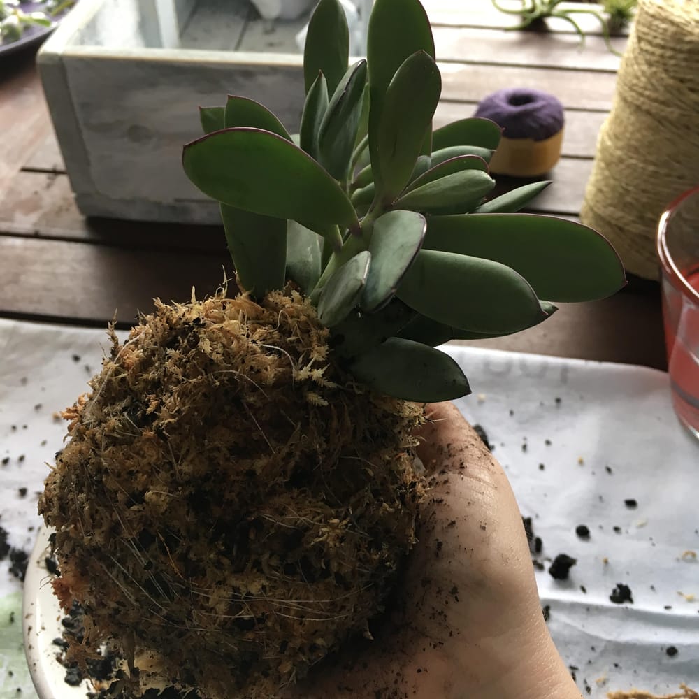 Sample project - create your own kokedama - image 4 - student project