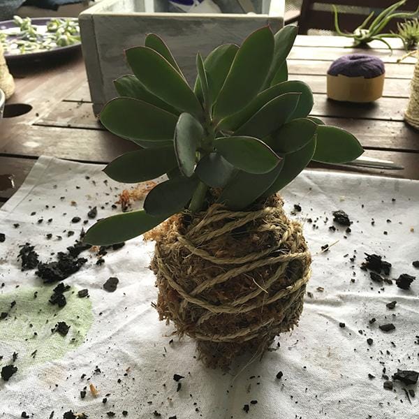 Sample project - create your own kokedama - image 6 - student project