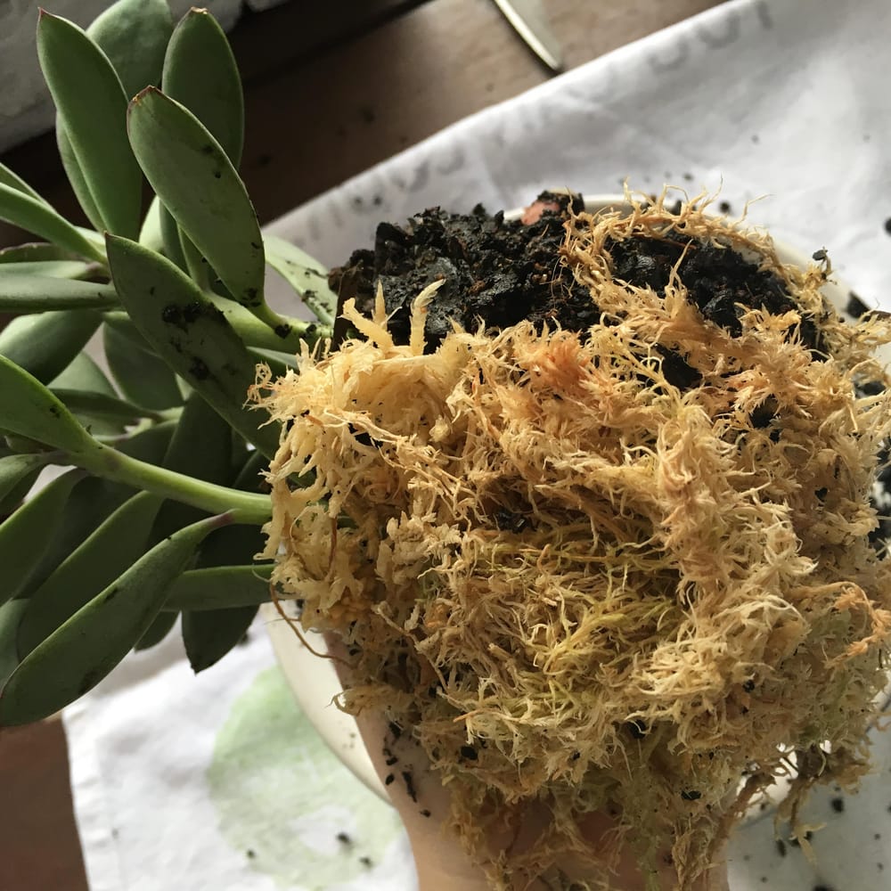 Sample project - create your own kokedama - image 3 - student project