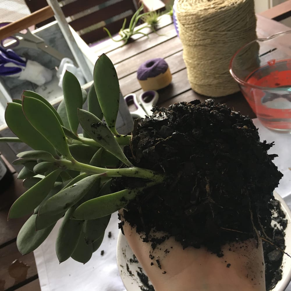 Sample project - create your own kokedama - image 2 - student project