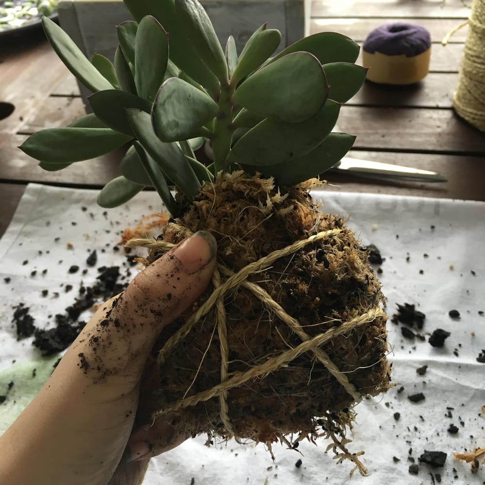 Sample project - create your own kokedama - image 5 - student project