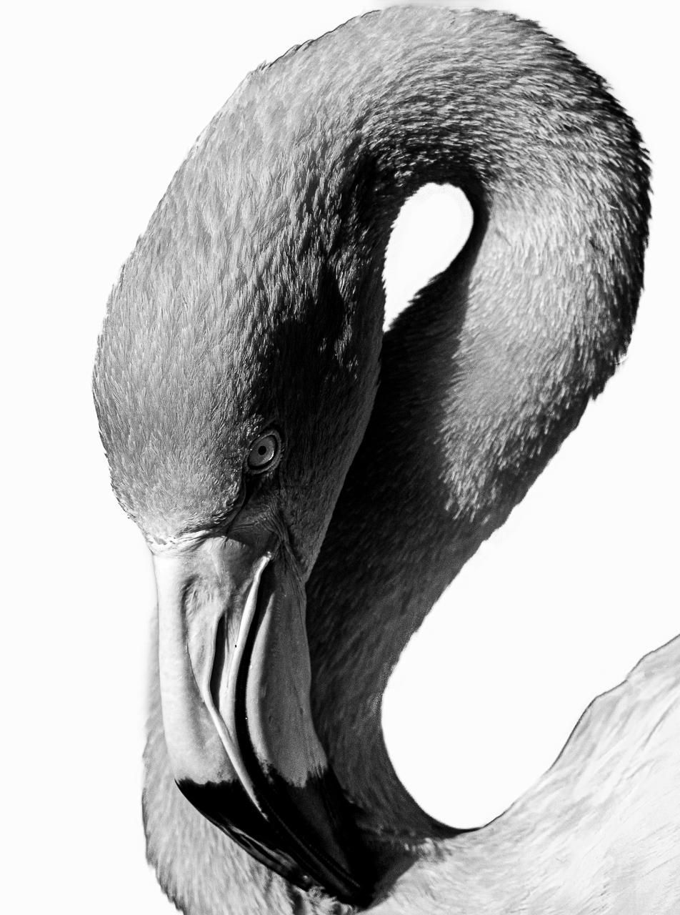 Flamingos - image 1 - student project