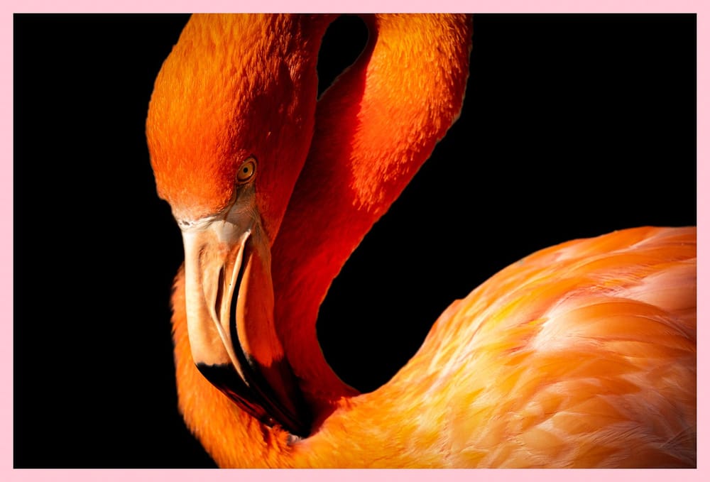 Flamingos - image 3 - student project
