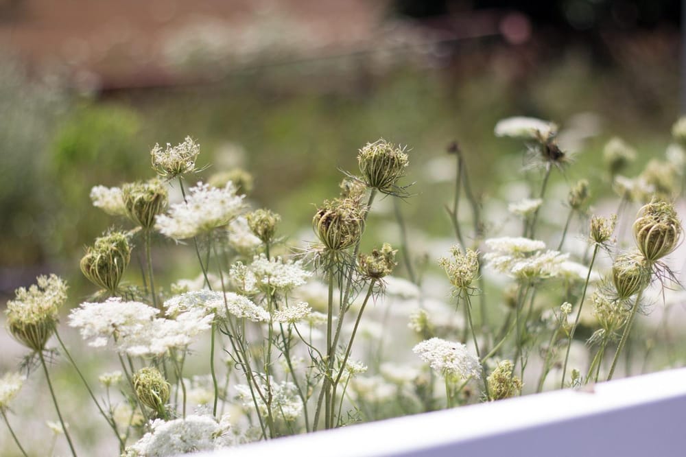 Queen Anne's Lace - image 1 - student project
