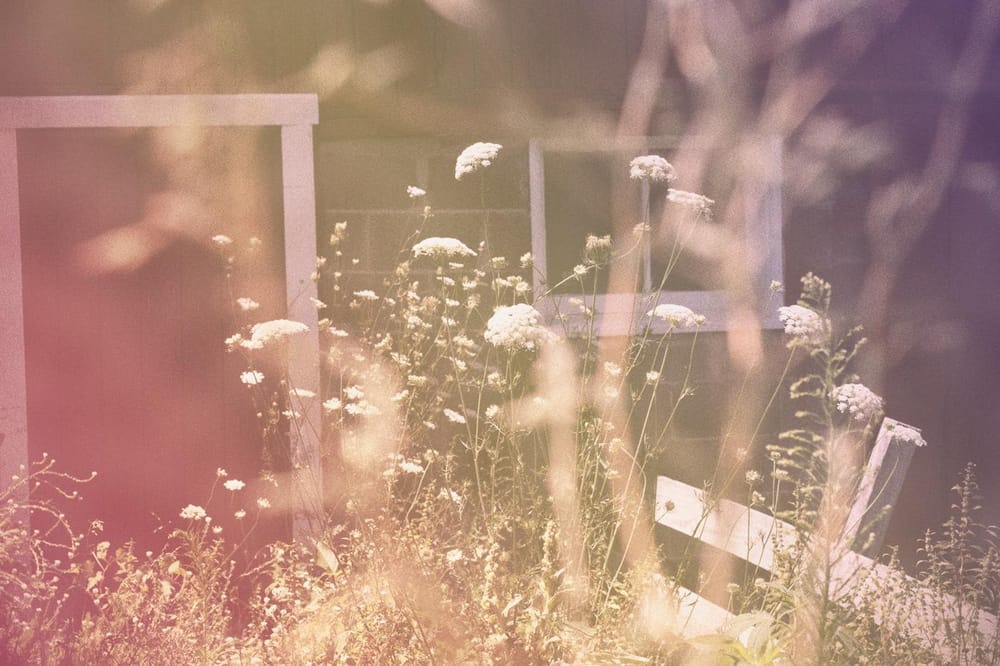 Queen Anne's Lace - image 7 - student project