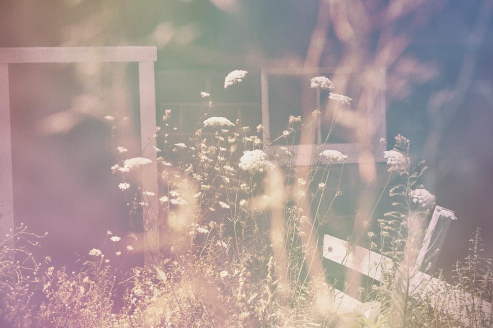 Queen Anne's Lace - image 8 - student project