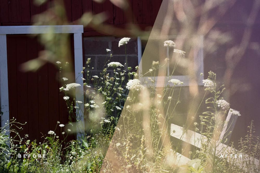 Queen Anne's Lace - image 14 - student project