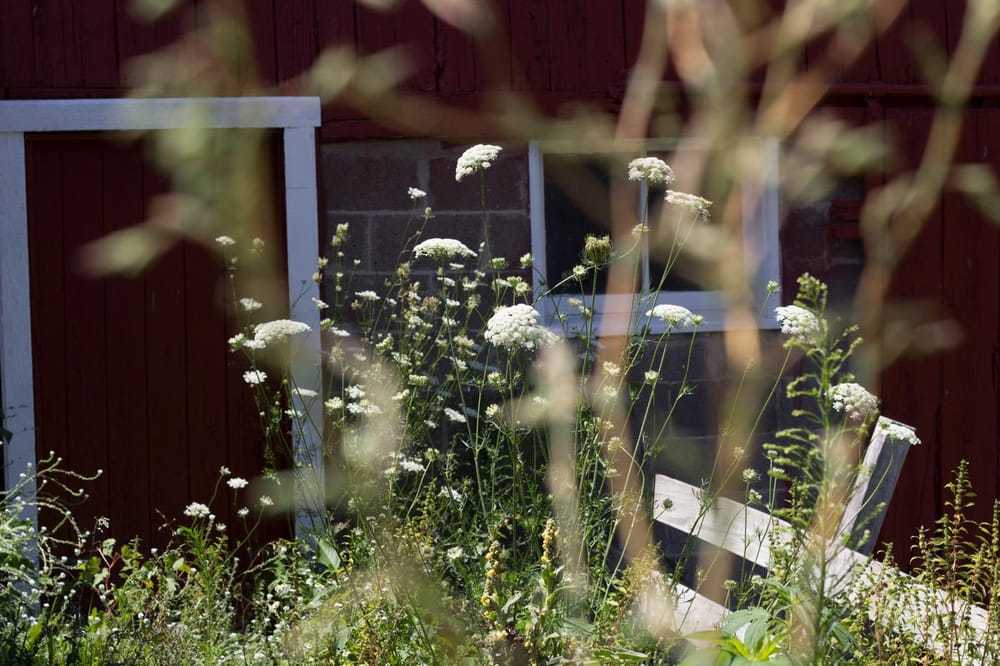 Queen Anne's Lace - image 5 - student project