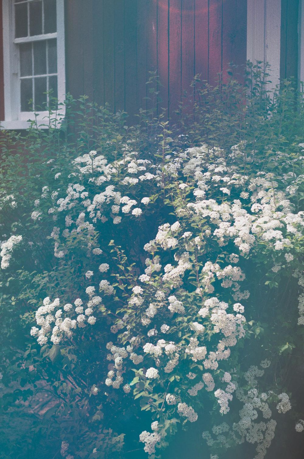 Queen Anne's Lace - image 11 - student project