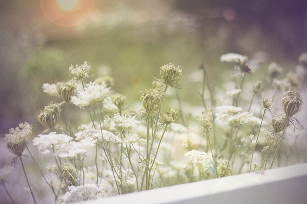 Queen Anne's Lace - image 2 - student project