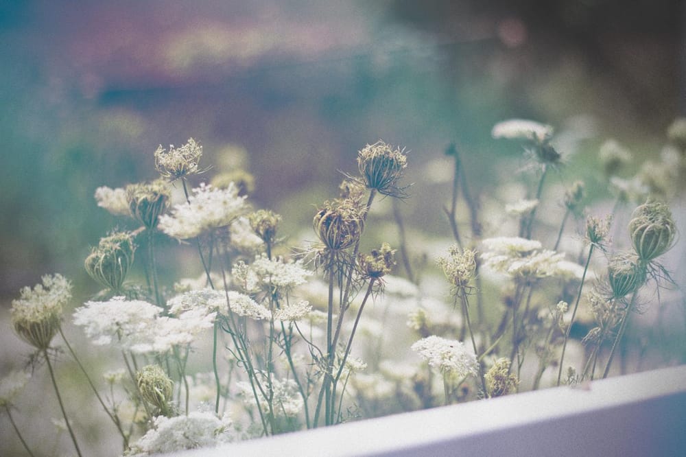 Queen Anne's Lace - image 4 - student project
