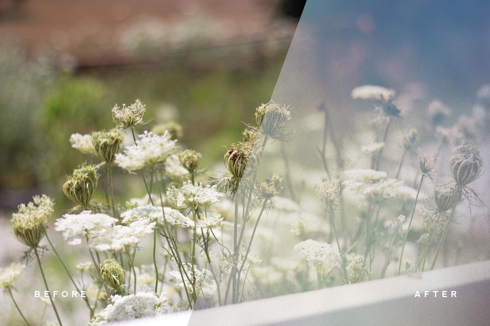 Queen Anne's Lace - image 13 - student project