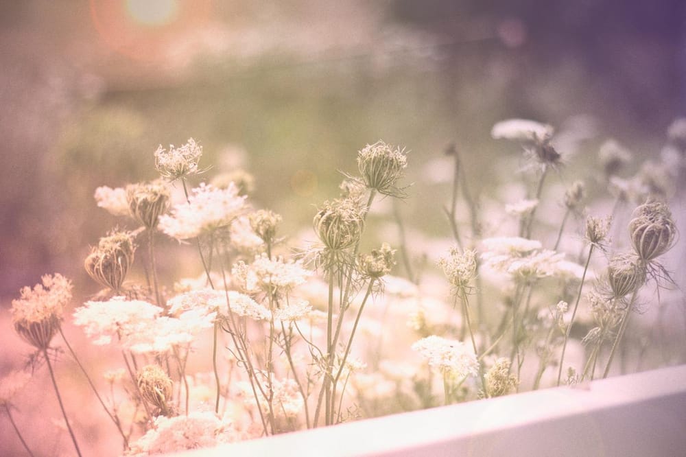 Queen Anne's Lace - image 3 - student project