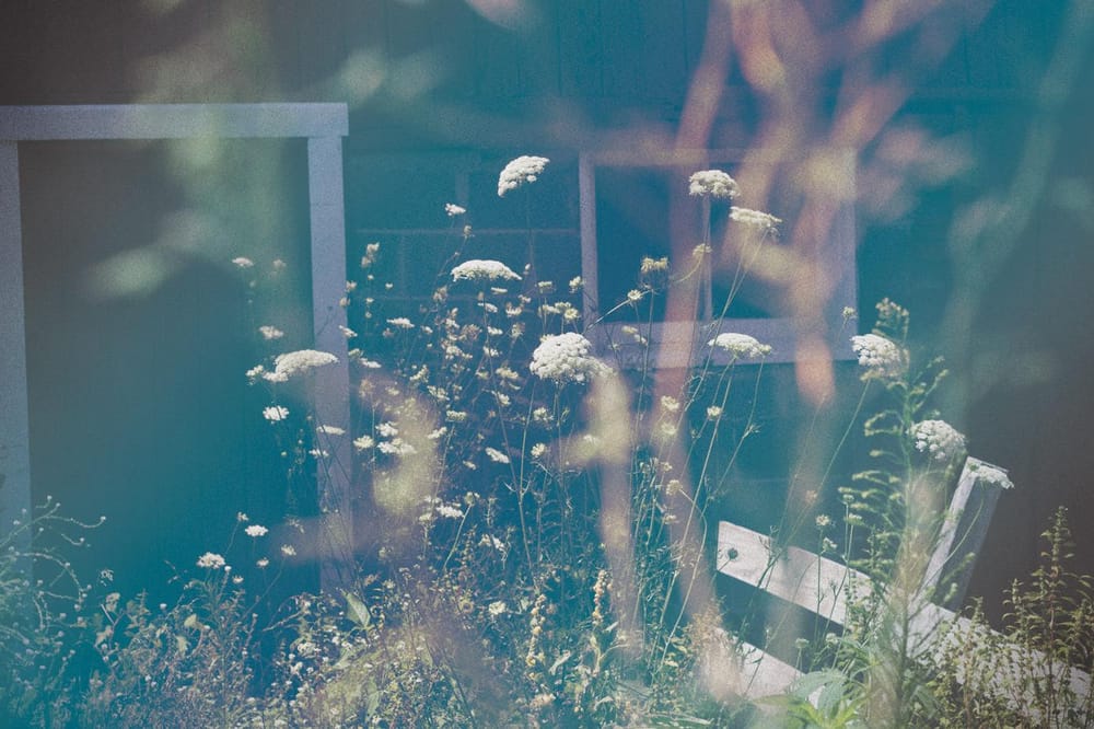 Queen Anne's Lace - image 6 - student project