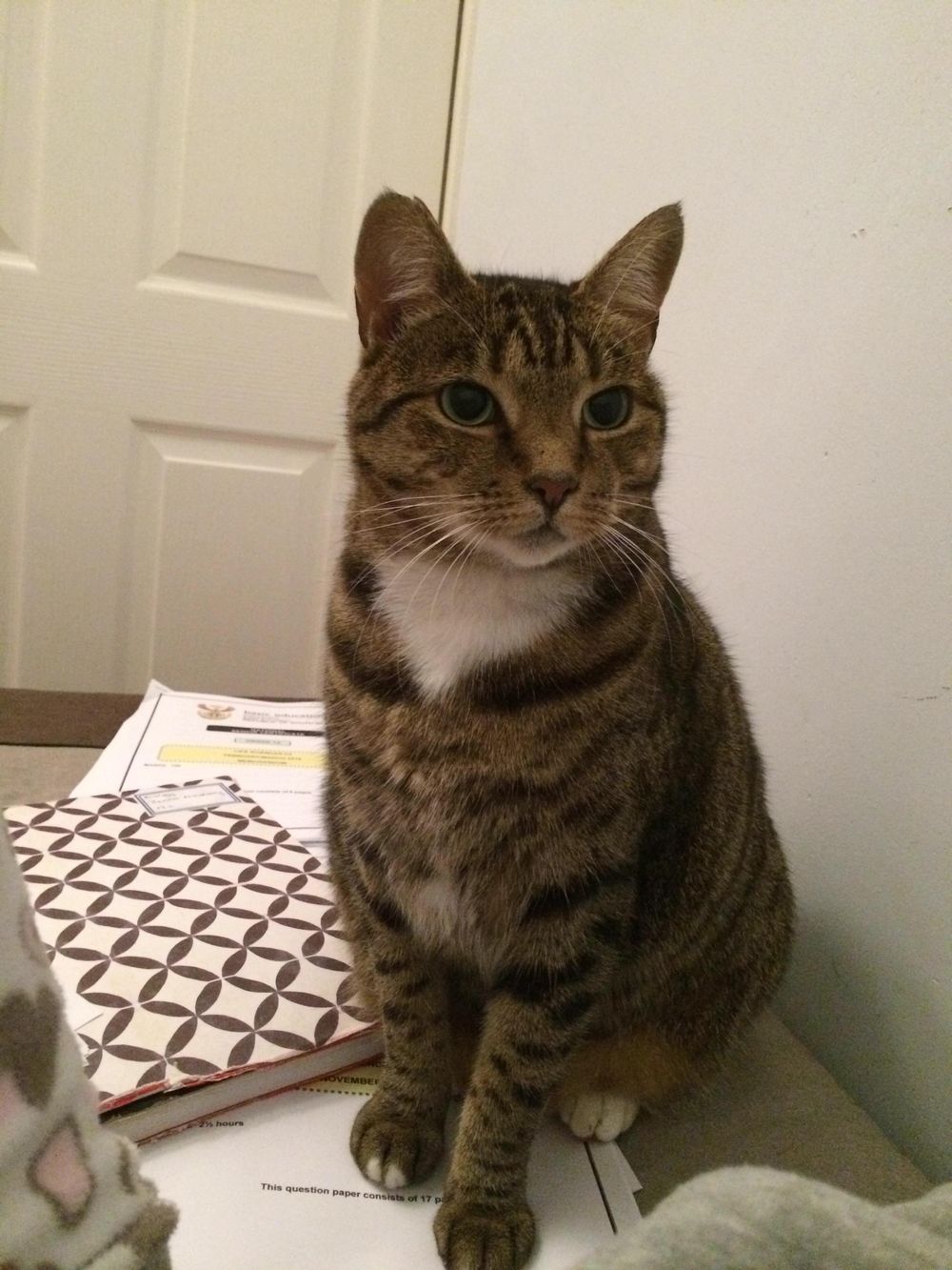 My cat Nina - image 1 - student project