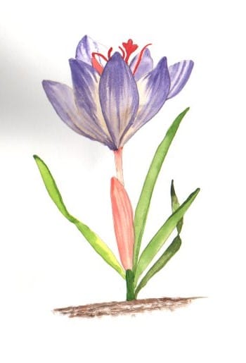 Blumen A-Z - image 2 - student project