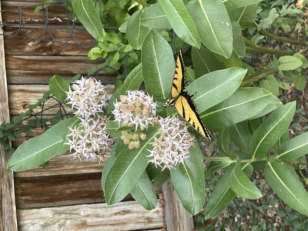 Butterfly and milkweed - image 1 - student project