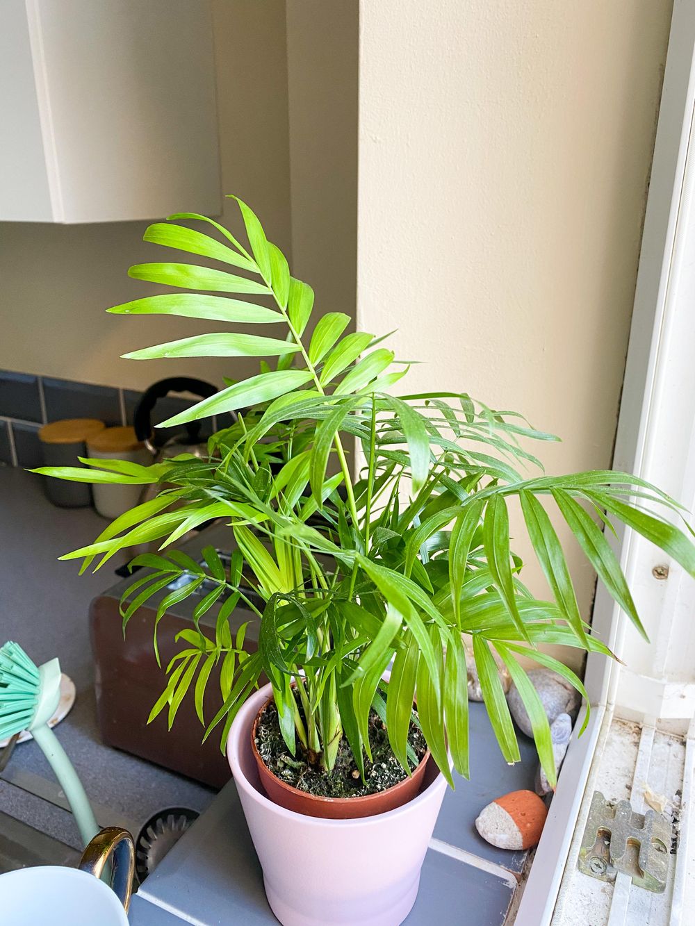 Parlour Palm - image 1 - student project