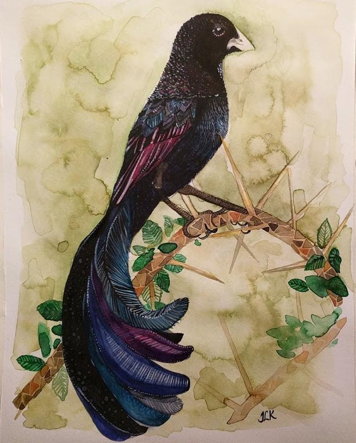Jackson's widowbird. - image 3 - student project