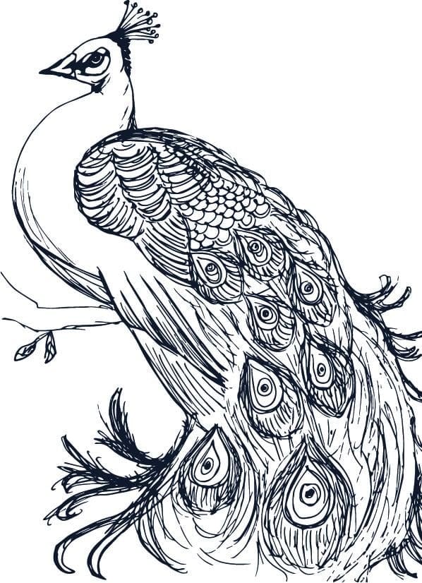 Peacock Beauty - image 1 - student project