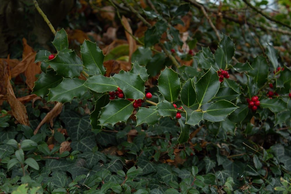 First Images with DSLR - image 2 - student project