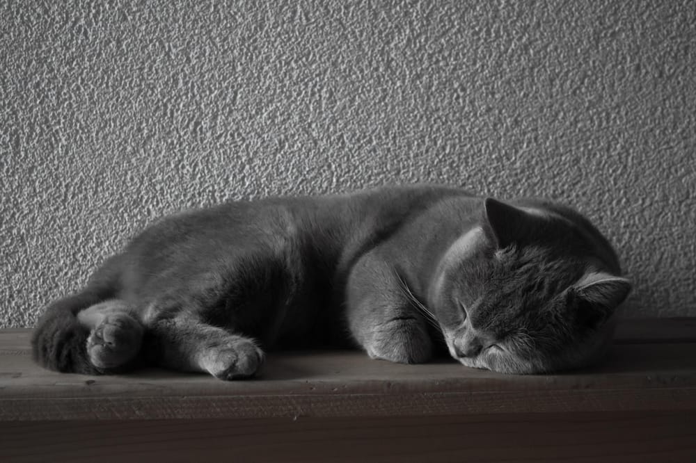 First Images with DSLR - image 1 - student project