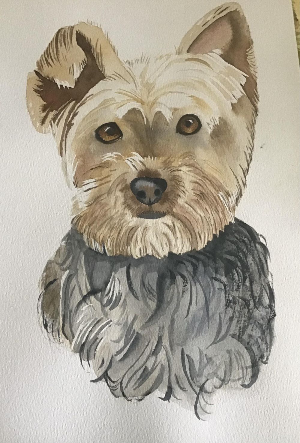 Yorkie dog - image 1 - student project