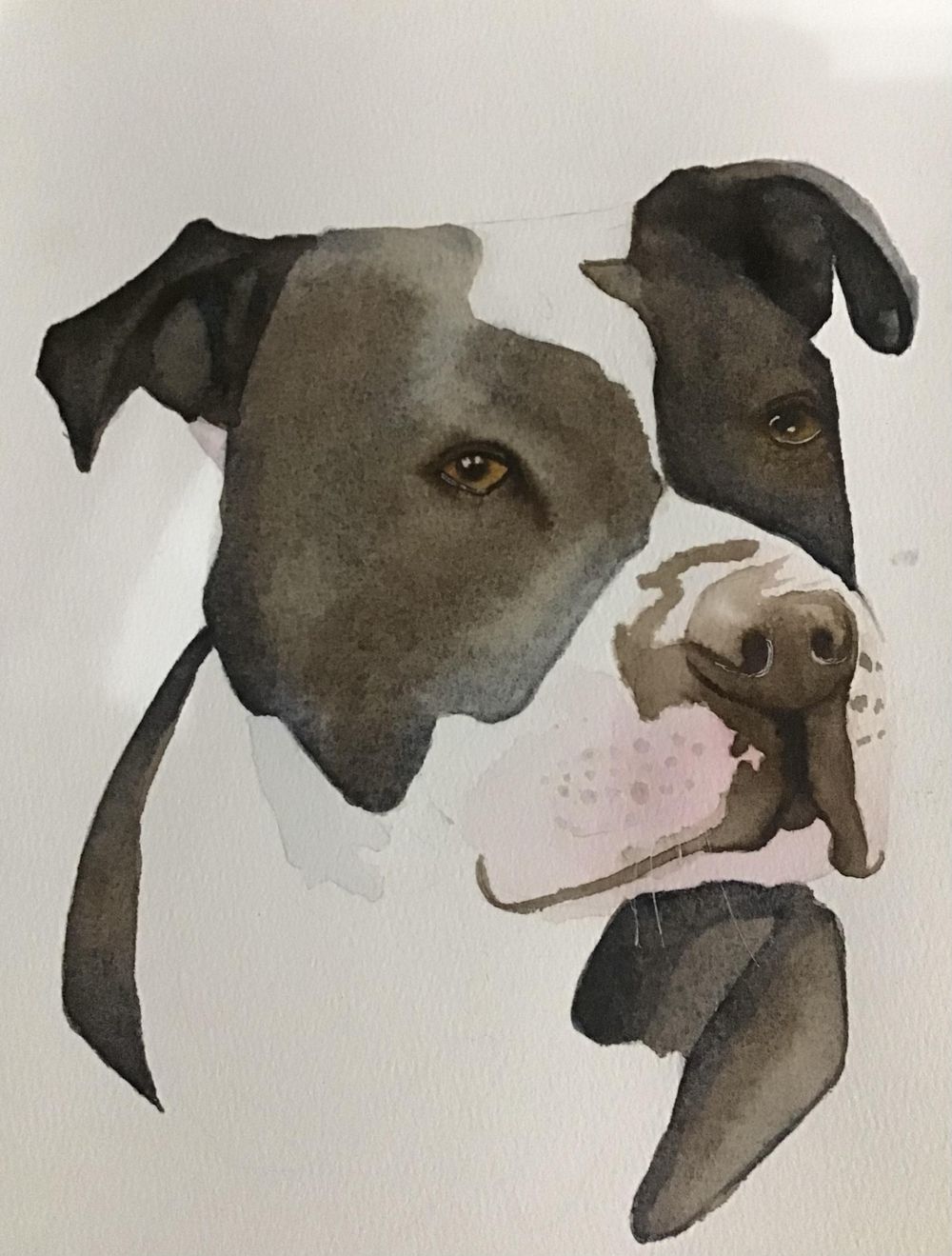 American Staffordshire terrier ( Pitbull breed) - image 1 - student project