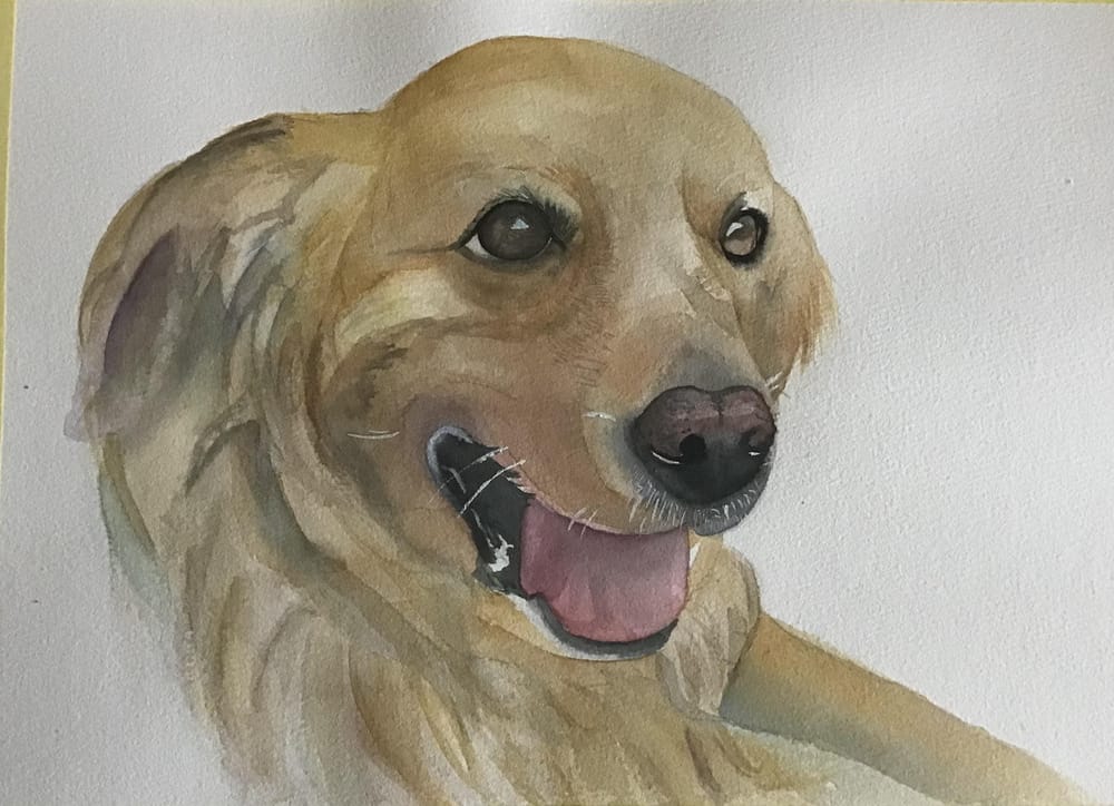 Longhair Labrador - image 1 - student project