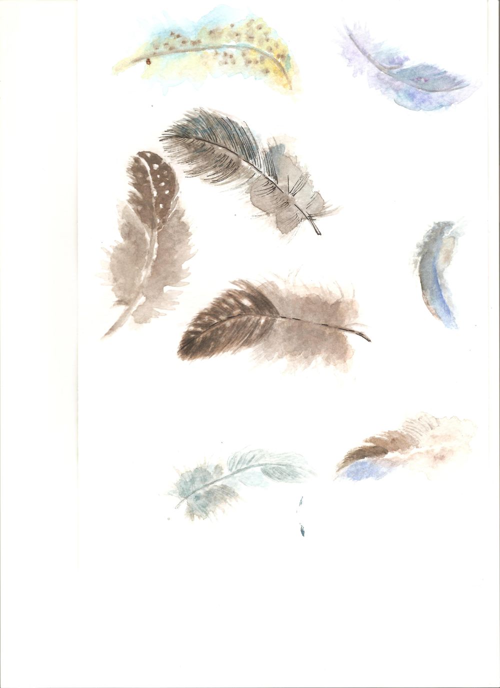 feathers everywhere - image 1 - student project