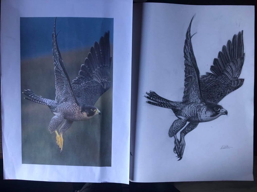 The fastest animal on earth - image 2 - student project