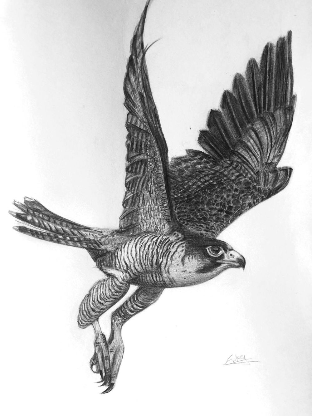 The fastest animal on earth - image 1 - student project