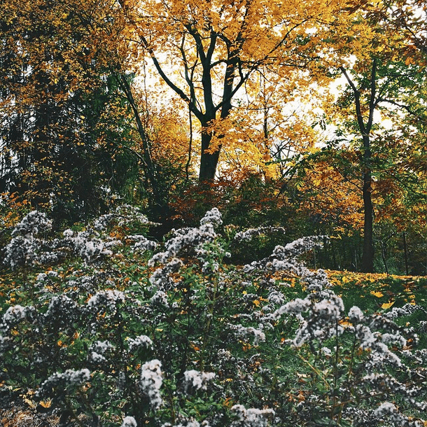 Backyard in Connecticut - image 2 - student project