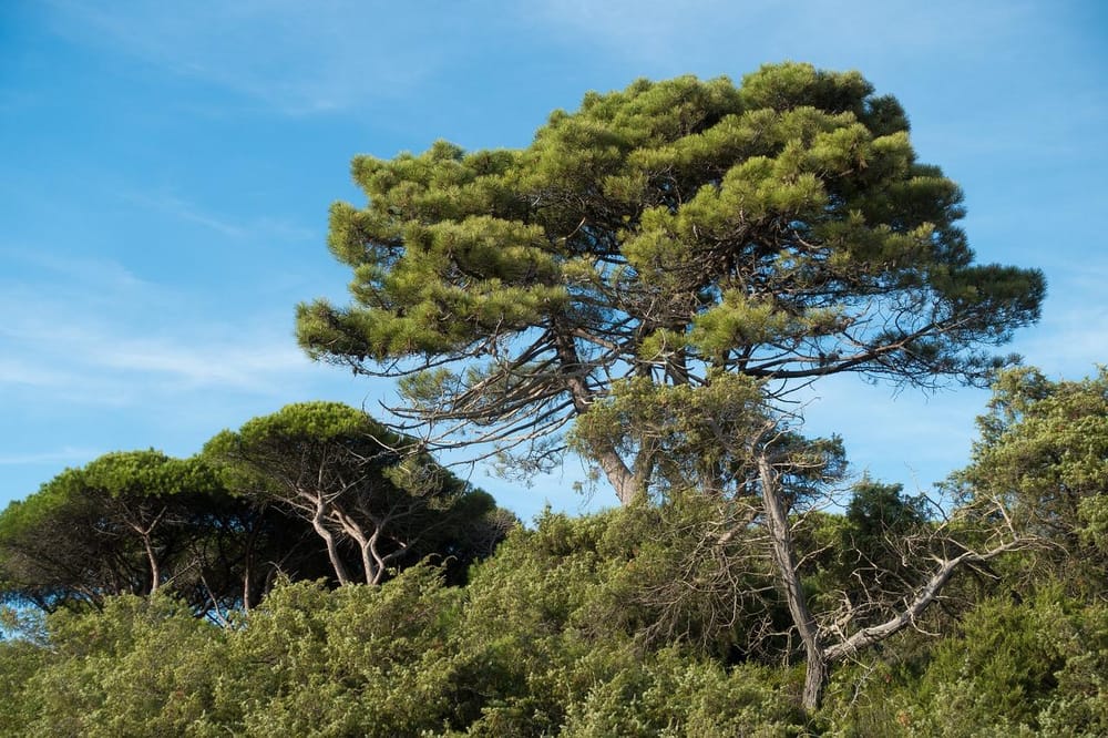 Some pines - image 1 - student project