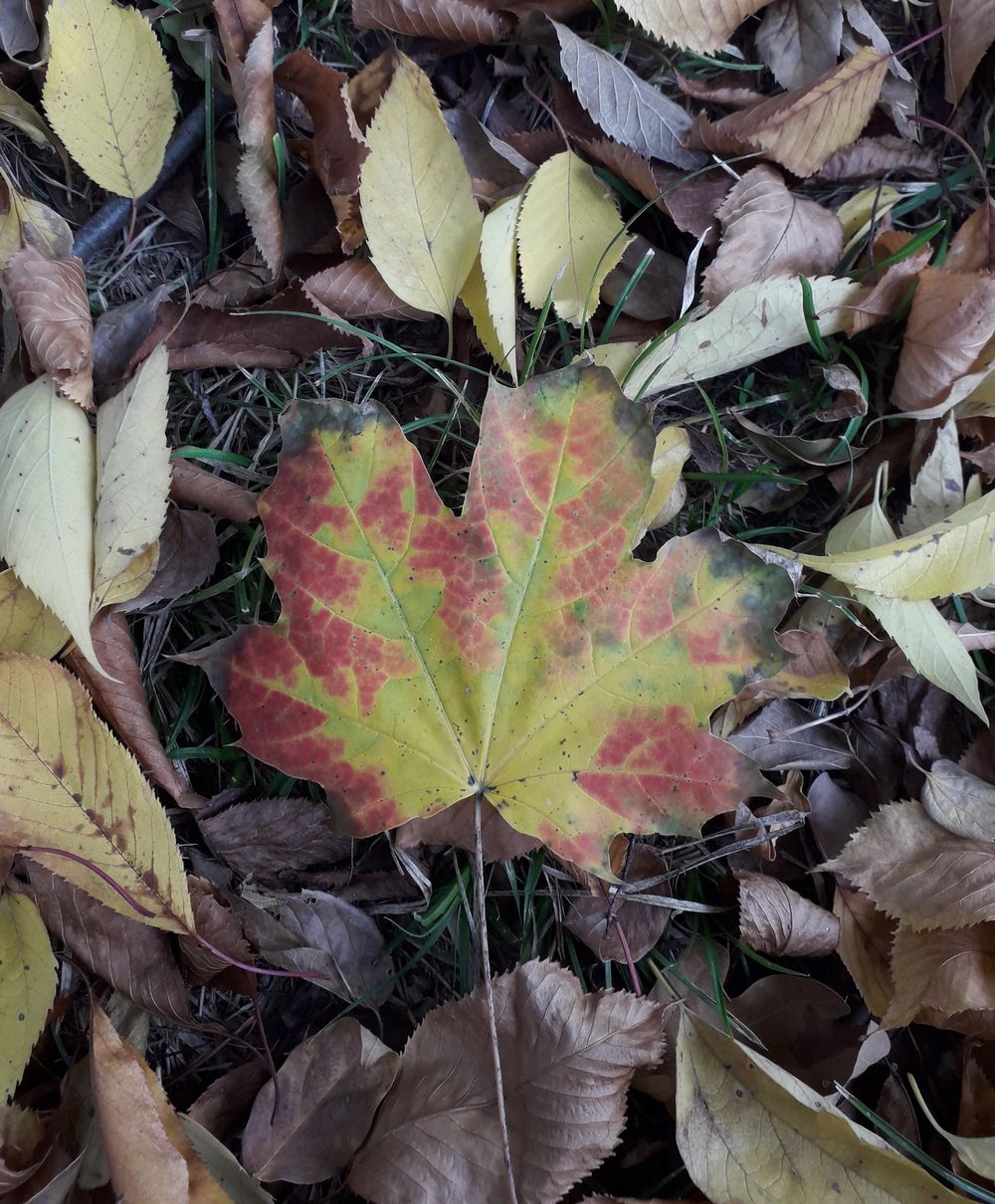 A walk in the woods - image 1 - student project